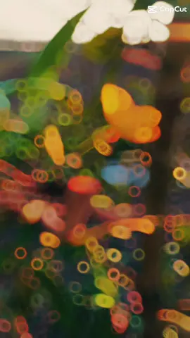 Hờiii ơiii.. Cây mai nhà tui , nó mắc ăn tết dữ rùi…#xuhuong #tetmientay #tet2025 