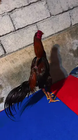 #PRCfarm🐓💎💎🔥 #josjiss💥 #vvip #fyppdonggggggggg 