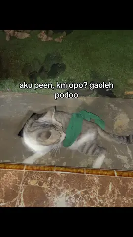 mampir bolo #pagarnusa86💚🔱 #fyppppppppppppppppppppppp #rantingpurwokencono 