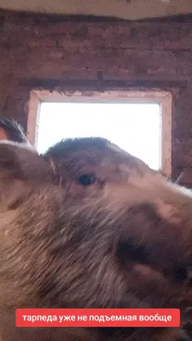 кабан бублик #бублик #травоядныепоросята #тарпеда #кабанбублик #чиназес 