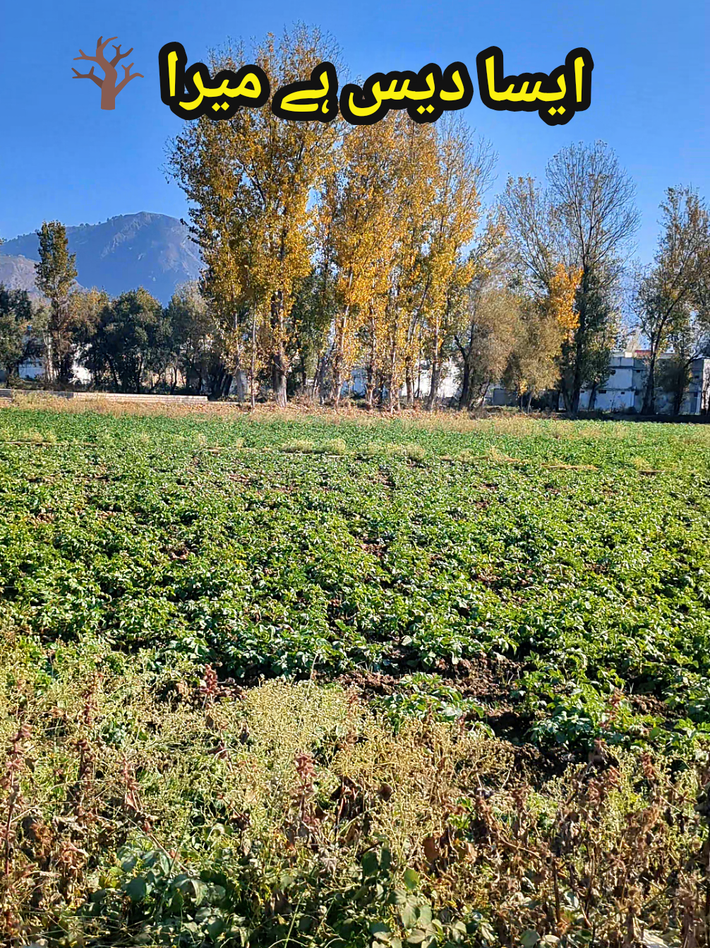 #BeautifulVillage #GreenVillage #VillageLife #NatureLovers #ruralpakistan 