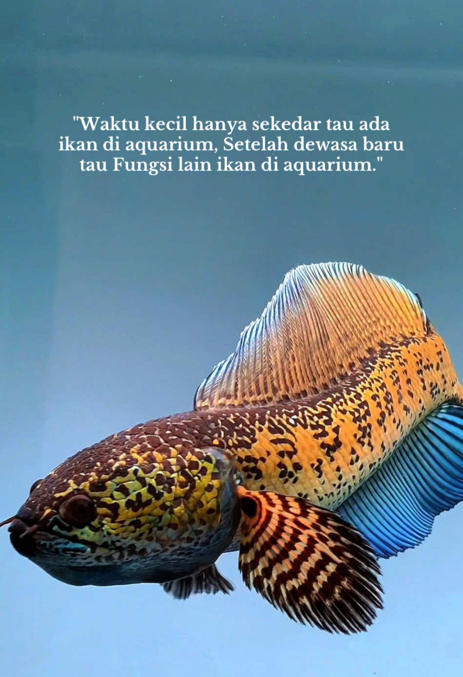 Hayoo kalian pelihara ikan karena apa??🫣🫣 #channaindonesia #aurantimaculata #cinematic #snake #fish 