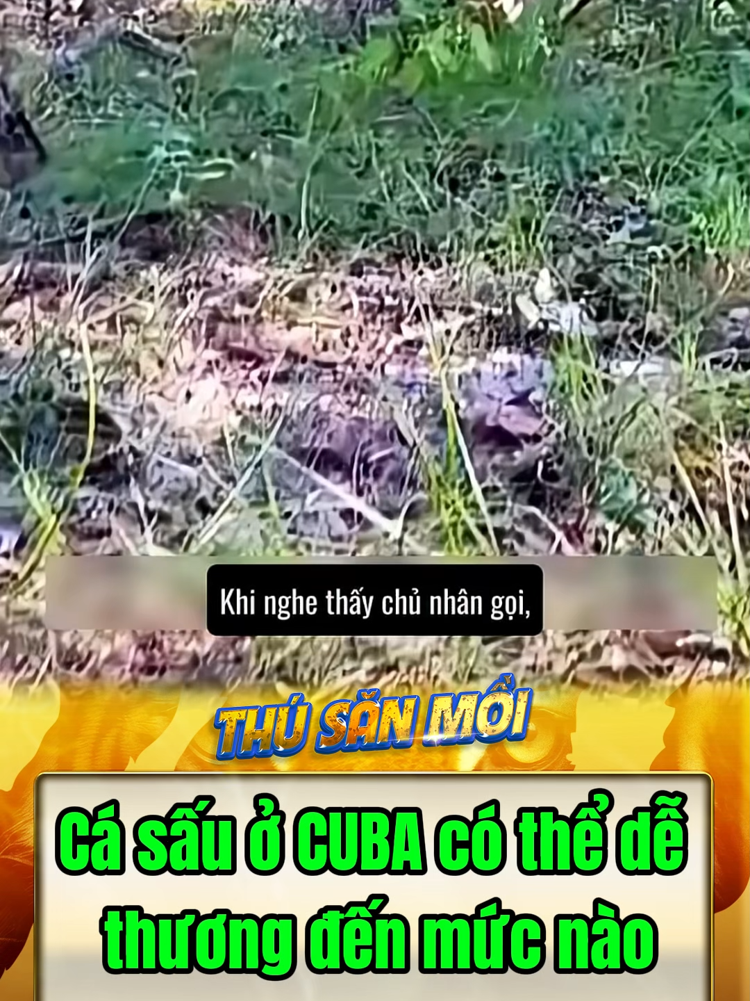 Cá sấu ở CUBA có thể dễ thương đến mức nào #dongvat #animals #khampha #bian #casau