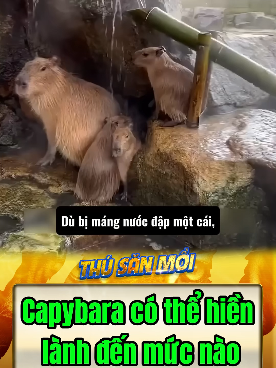 Capybara có thể hiền lành đến mức nào #funnyanimals #kienthuc #khampha #thuvi #dongvat #casau