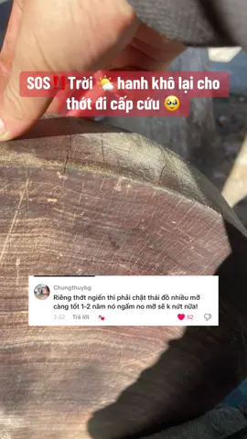 Cụ nói chuẩn không trượt phát nào 🥹Lại bắt đầu đến mùa rồi các bác lưu ý bảo quản giữ ẩm thớt thường xuyên nha ‼️🥹#thotnghienhoanglinh