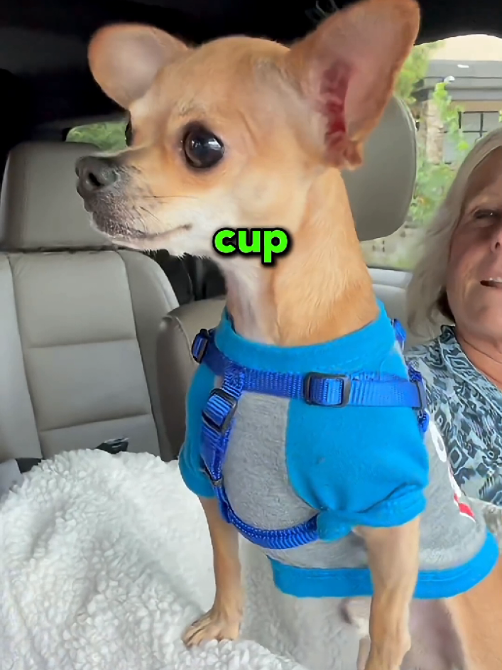 These Dogs Really Love Pupcup 😂 #dogs #Love #pupcup #fyp #unitedstatesofamerica🇺🇸 