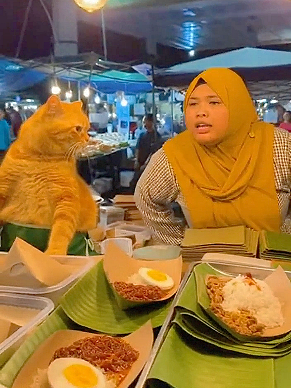 jual sikmok #oyen #kucing #nasilemak #lawak #lucu 