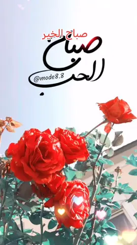 #صباح_الخير #صباحكم_أحلى_صباح #صباحكم_سعادهـ🌸🍃_لاتنتهي🥰🎶🎵💞 