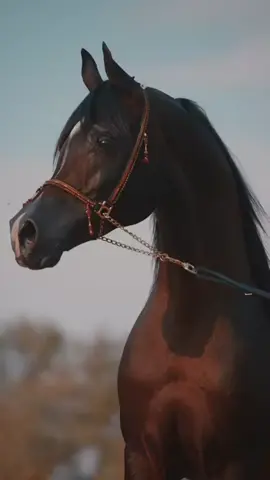 #عاشقه_الخيل🐎❤ #موال_مع_الشعر_حزين#شعراء_وذواقين_الشعر_الشعبي #مالي_خلق_احط_هاشتاقات #اكسبلور 