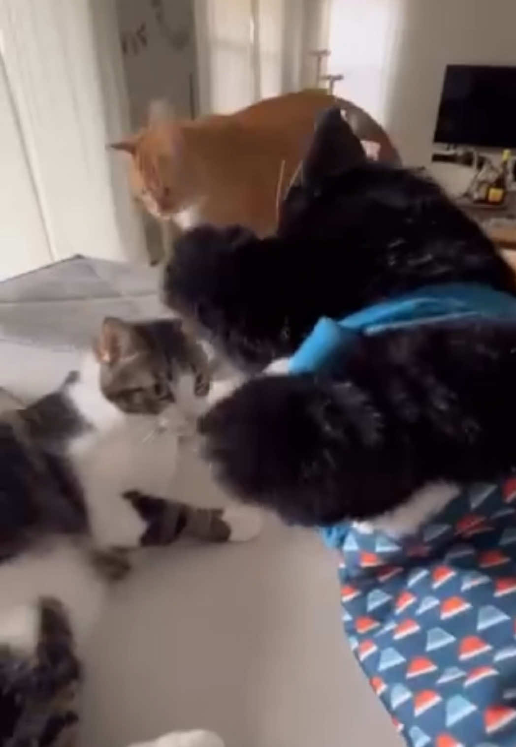 Preventative measures were called for  #cattoy #funnycat #catsoftiktok #fy #catsumo 