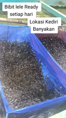 Bibit ikan lele #bibitikanlele #bibitlele #kediri #jawatimur #arfcatfishkediri #berkahlele #patillele #bibitunggul #fyp #bibitnila #bibitgurame