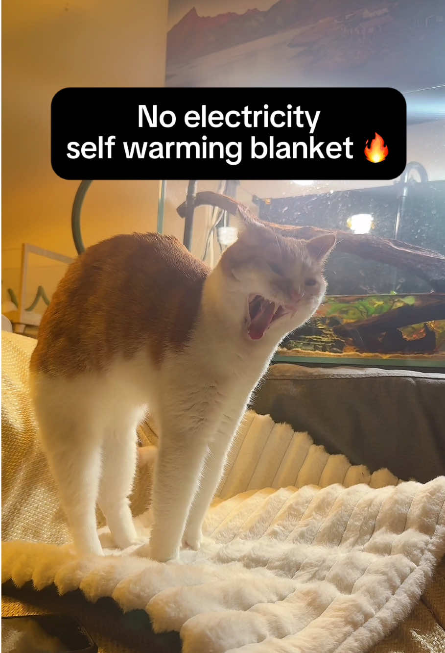 From 73 °F to 89 °F, that’s absolutely next level of pet blanket! Don’t buy winter bed, just layer up with this blanket anywhere they like to stay! #catmom #toktokmademebuyit #cattok #selfwarmingpetbeds 