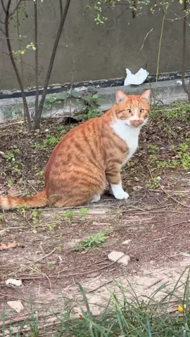 鬥雞眼#流浪貓日常 #橘貓 #貓貓頭 