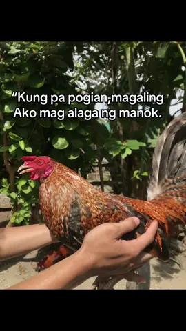 #fyp #backyardbreeders #muntingmanukan #fyppppppppppppppppppppppp #success 