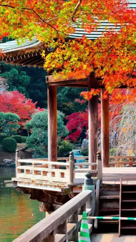 Cảnh như trong tranh luôn🤩🤩#秋🍂 