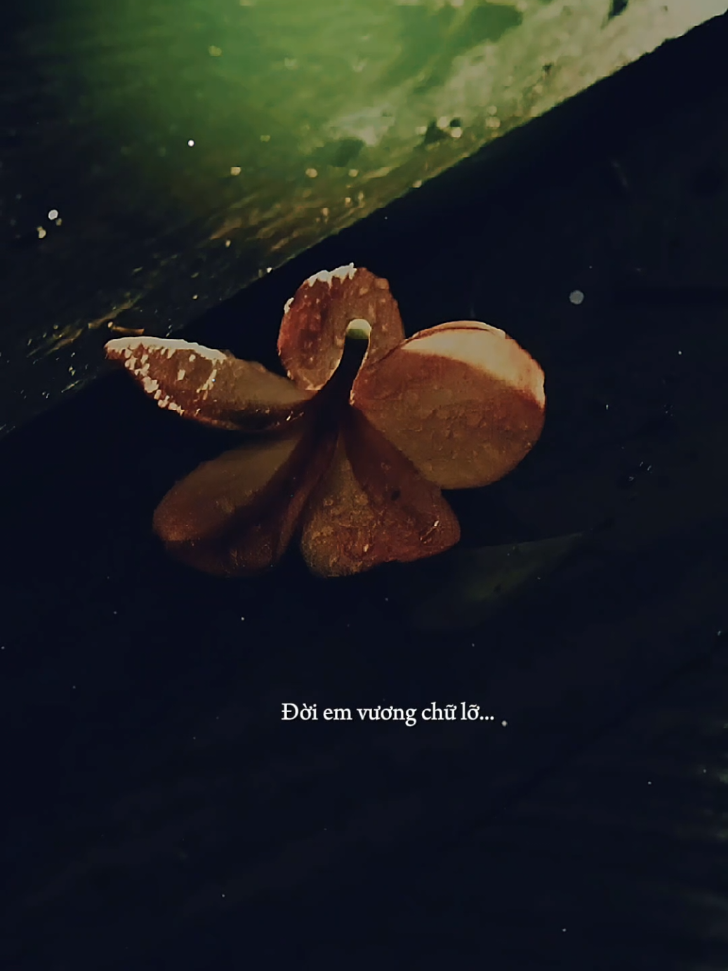 Đời em vương chữ lỡ.. Lỡ đấm say lỡ yêu đậm sâu... [ Giờ Em Khóc Nước Mắt Ai Lau ] #gioemkhocnuocmatailau #nhacbuontamtrang #tramcamxuc💔 #maucapcut #phonhac 