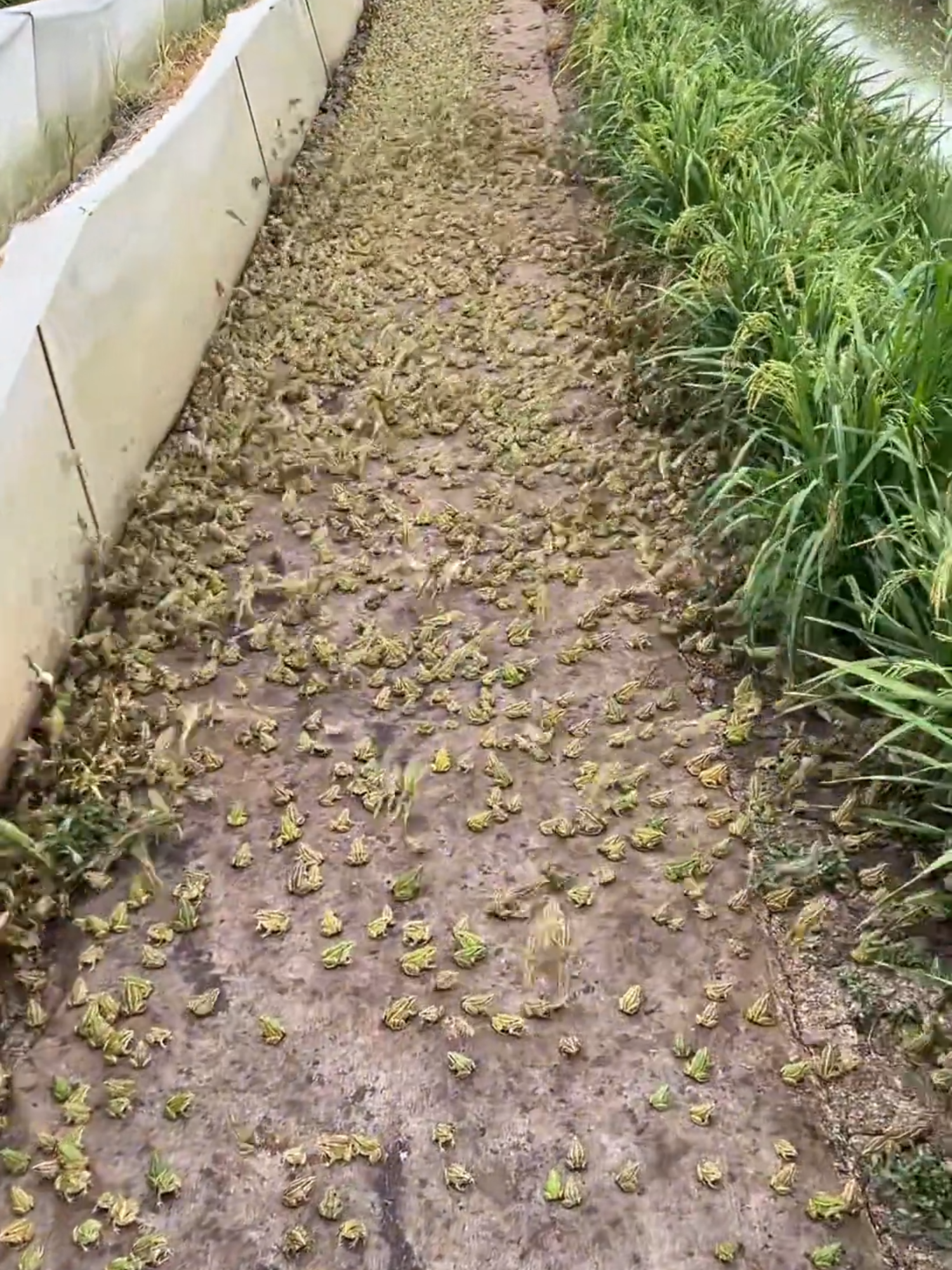 ( Nhái Xanh ) Vấn đề duy nhất của anhem là ngân lượng , còn lại em Lực lo tất #Luc&concaloccuaanh #shopcalocbongkhonglo60 #cacanhvietnam #vietnam #casanmoi