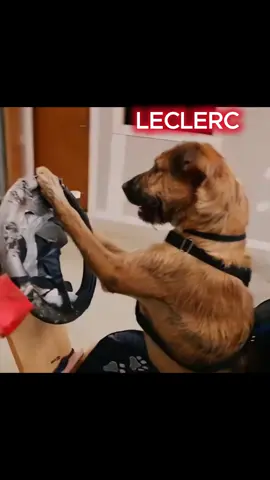 Leclerc: I'm pushing like an animal!