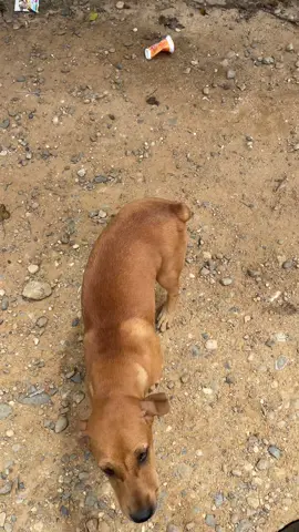 Pulang ibadah, disambut sama ipul gess 