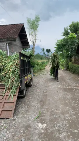 Kancane pacaran aku tak golek pakan ae 