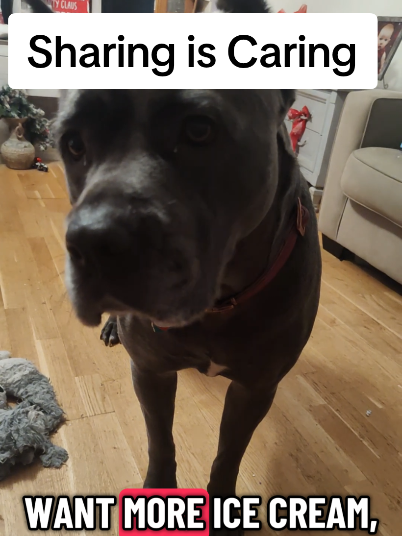 You don't care if you don't share! Ice cream is for dogs too. I'll just stare at you until you do share with my puppy dog eyes to ensue maximum guilt.  #puppydogeyes #share #canecorso #bullybreed #icecream 