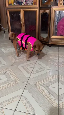 nhà tôi sợ Sum lùn ko bơi nổi nên mua phao sẵn cho ẻm 🤡