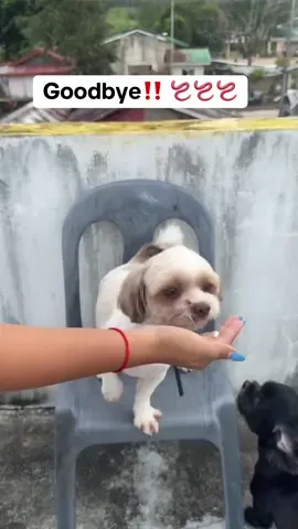 Sign na to para ideworm yung furbabies mo!!  Disclaimer: the video creator is not liable In any changes of product price and product details after the video has been published.  Prices and details may change from the date the video was made @Puainta @Puainta Shop  #deworming #dewormingfordogs #dewormingforcats  #puainta  #puaintaph