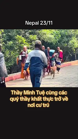 Thầy Minh Tuệ bộ hành về nơi cư trú 23/11 #suminhtue #minhtue #thayminhtue #thichminhtue #suminhtuemoinhat 
