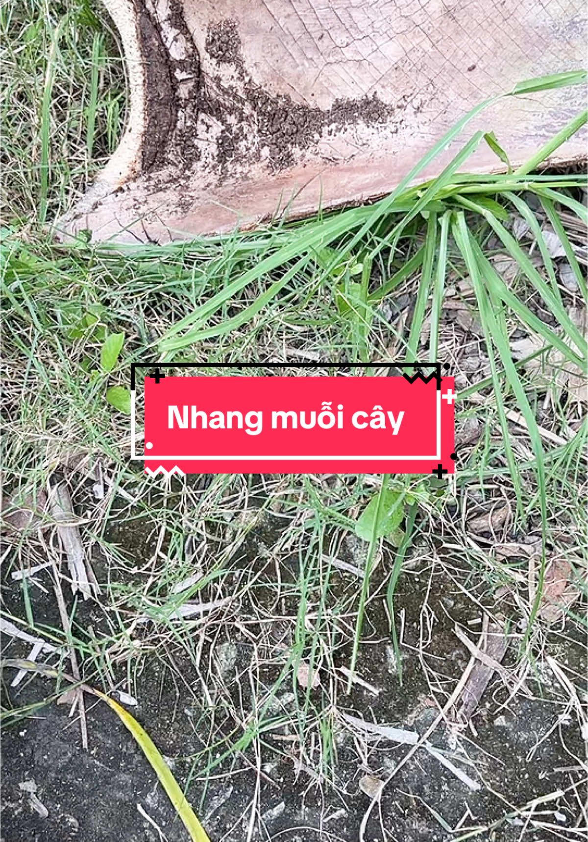 10 bó nhang muỗi cây 69k #maine39 #nhangmuoi #nhangmuoicay 