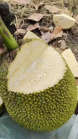 vậy đó mak chủ vườn nói mình cắc trắng đó 😂😂😂