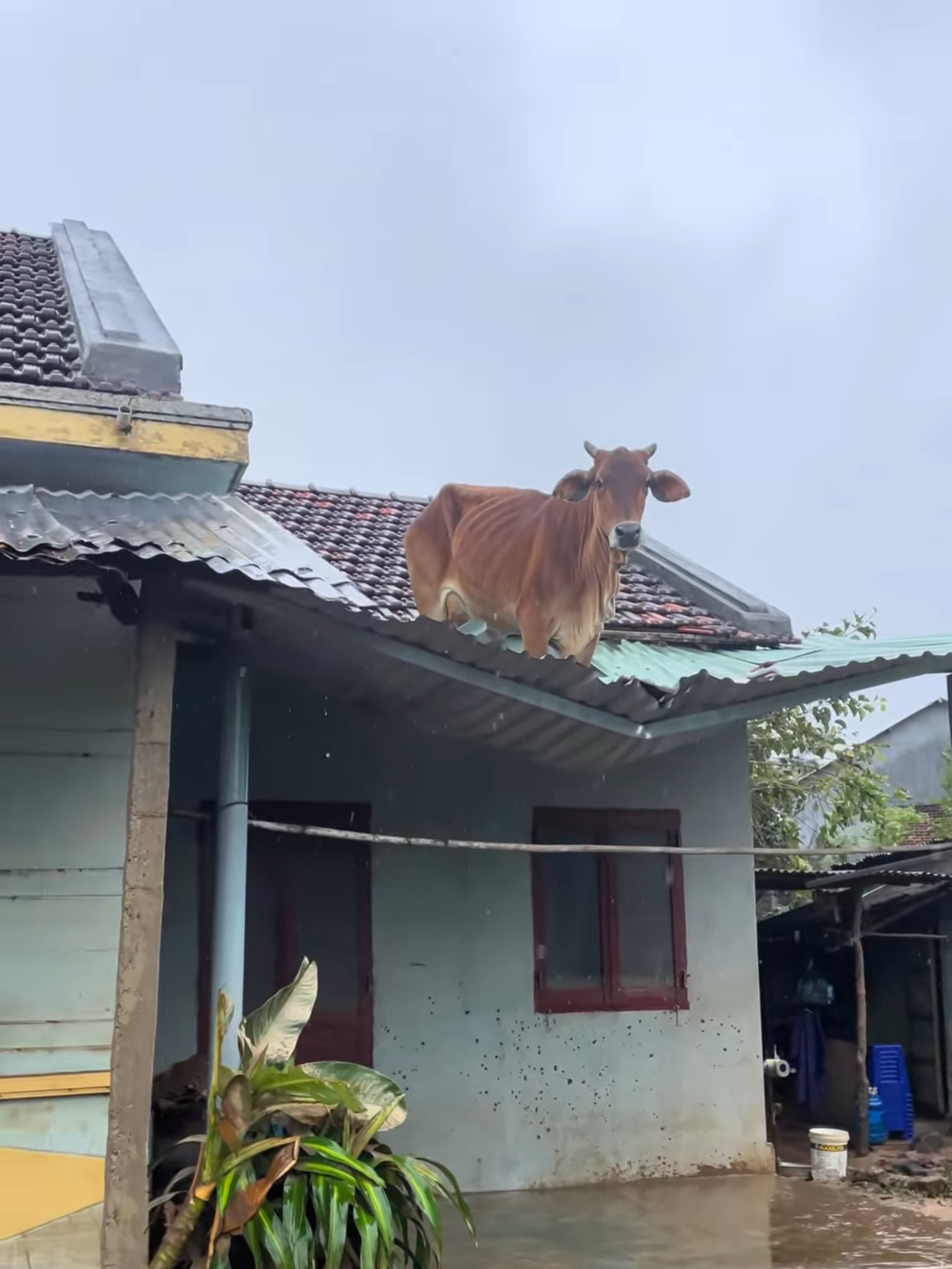 Bò kiểu 'nước rút rồi xuống kiểu gì đây bây ơi bây' #tiinnews