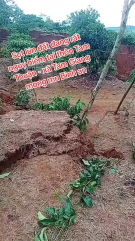 sụt lún đất do mưa to lâu ngày tại thôn Tam Thuận xã Tam Giang mọi người đã được sơ tán #xuhuong #LearnOnTikTok #cuklong #luluttaynguyen #toiyeuvietnam 