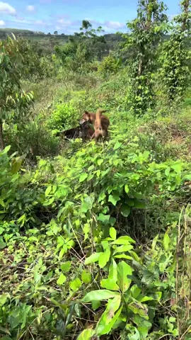 Ae đam mê folow cho e với nhé🤣🐕🐿️#chosanbinhphuoc❤️ 