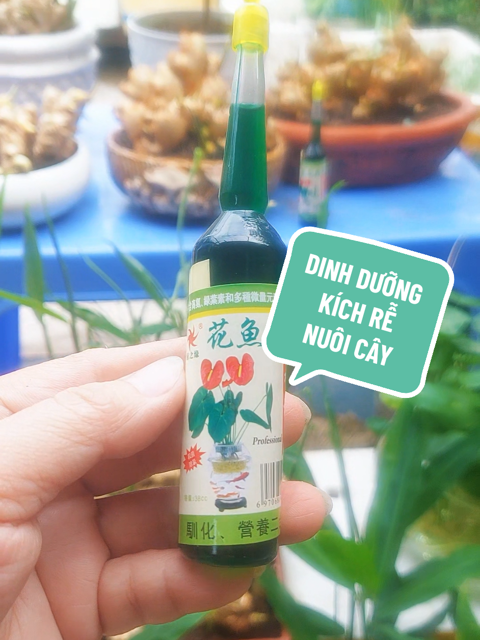 Dinh dưỡng kích rễ nuôi cây khỏe#kichre #chamsoccay #chamsoccaycanh #18thonvuontrau #xuhuong @18thonvuontrau @18thonvuontrau @18thonvuontrau 