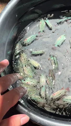 DIVINE V2 FRY 🇵🇭 #foryoupage #fyp #flowerhorn #Gflowerhorn #ownbreed @CH ONG 