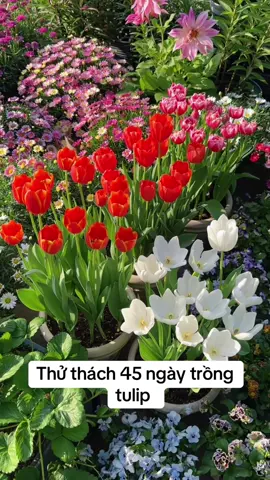 Tulip đỏ: Tình yêu mãnh liệt, nồng cháy. Tulip vàng: Niềm vui, tình bạn rực rỡ, nụ cười. Tulip trắng: Sự tinh khiết, thanh tao, sự chân thành và hòa bình. Tulip tím: Sự giàu có, quyền quý và hoàng gia. Tulip hồng: Tình yêu dịu dàng, ngọt ngào, sự quan tâm và săn sóc chân thành. Tulip cam: Đam mê, nhiệt huyết, sức sống và sự ấm áp. Tulip xanh: Hy vọng, thịnh vượng, lòng trung thành và sự chân thành. Tulip đen: Tình yêu bất diệt, quyền lực, bí ẩn và sự cuồng nhiệt. 
