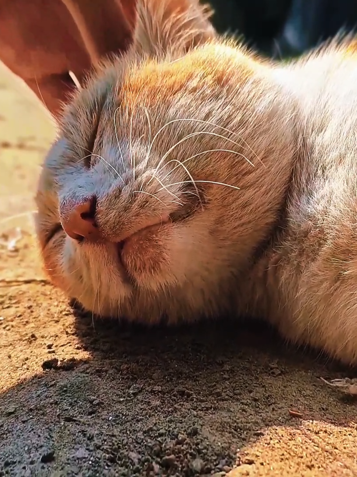 সবাই একটু কপিলিংক করে দাও #fyp #foryou #viral #cat #sad 