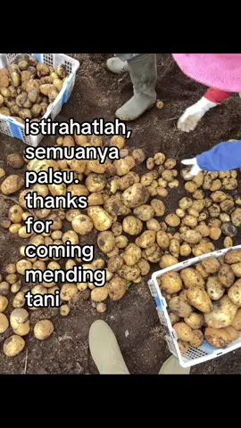 Riquest e cah”🙋🏻‍♂️ #petani #petanikentang #petanimuda #petaniindonesia🇮🇩🇮🇩🇮🇩🌿🌿 #fyp 