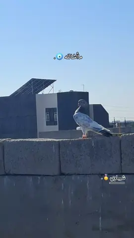 طك شلع ماإعتكم شي بل أخص دارون وجناي حسااني والقائد😅🤘.@دارون ✈️ @الجناي حساني 🎭 @القائد ✈️🥷 #شعب_الصيني_ماله_حل😂😂😂😂🤦 #جنايه_حمام_الاحمر_التار_الزاجل #ديالى_بعقوبه_مجسر_حي_المعلمين #الموسم_الجديد👆 