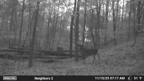 #bucks @Lucien #deerhunting 
