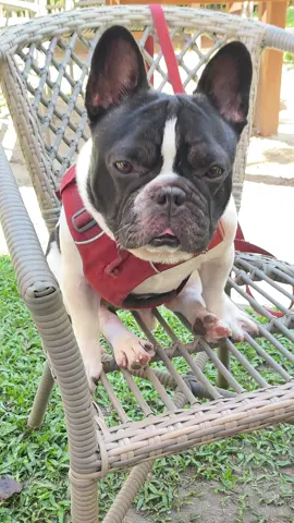 ขอโทษทีฮะ #storyofchaosuafrenchie #คลิปหมาน่ารัก #frenchie #เฟรนบลูด็อกเป็นหมาตลก #dogvlog 