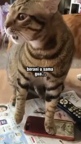 konten hiburan 🤭#kucingtiktok #kucingviral #kucingimut #viral #fyp 