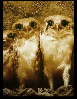 Drama unfolds in the wild! A fearless mama badger’s instincts kick in as she sounds the alarm, leading her little ones to safety in their burrow. But these clever critters aren’t going down without a fight! With their backs against the wall, they unleash their secret weapon - a spot-on rattlesnake impersonation that sends the badger packing! Nature’s got some serious sass, folks! #wildlife #badgers #animaldocumentary #naturelovers #reels