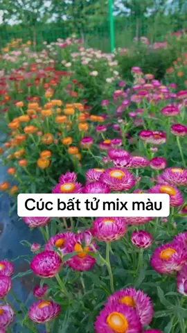 Hạt giống hoa cúc bất tử