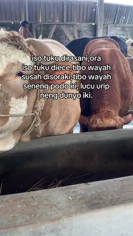 angel musuh wong dunyo ki #storypeternaksapi #peternaksapiindonesia #peternakmuda #sapi #fyppppppppppppppppppppppp 