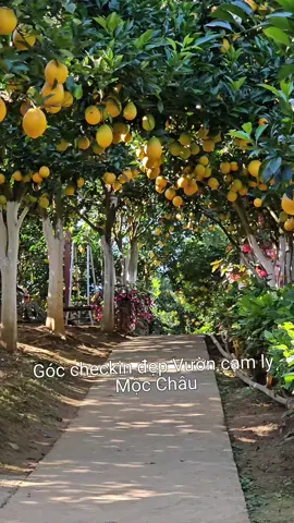 Cùng checkin những góc chụp đẹp tại vườn cam ly tai Mộc Châu #nguyentaithanh #235media #vuoncam #mocchau #chupanh 