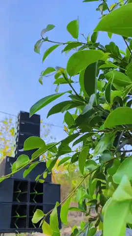 #versi sound sistem @𝗦𝗼𝘂𝗻𝗱 𝗦𝗮𝗻𝘁𝗿𝗲𝗵 