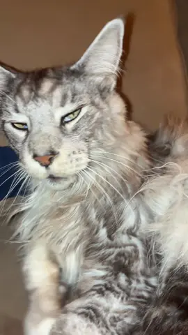 Pussy Mogged me #fyp #miggypilled #cat #mogged #lm