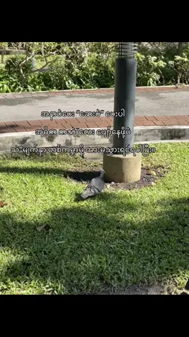 သဲသဲလပ်ဗာ💞 #foryou #fypシ゚viral #wlwcouple #thankb4youdo #pyaesonn1905 