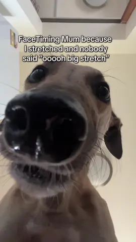 Big stretch = “ooooh big stretch” 🫵🏼 #greyhound #rescuegreyhound #dogsoftiktok #funnydog #sighthound 